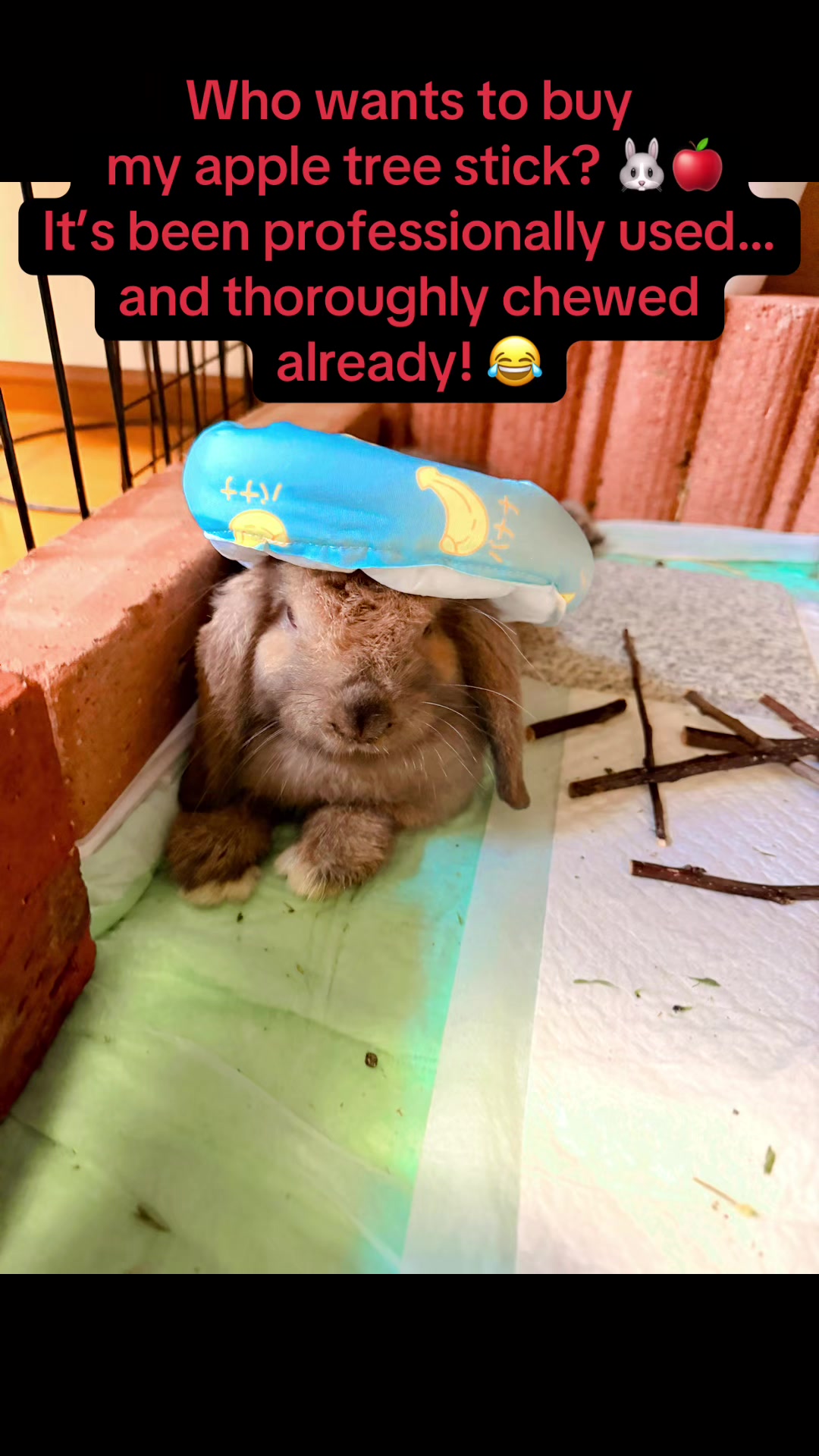 @🐩Momofpets🐾🐇🐢