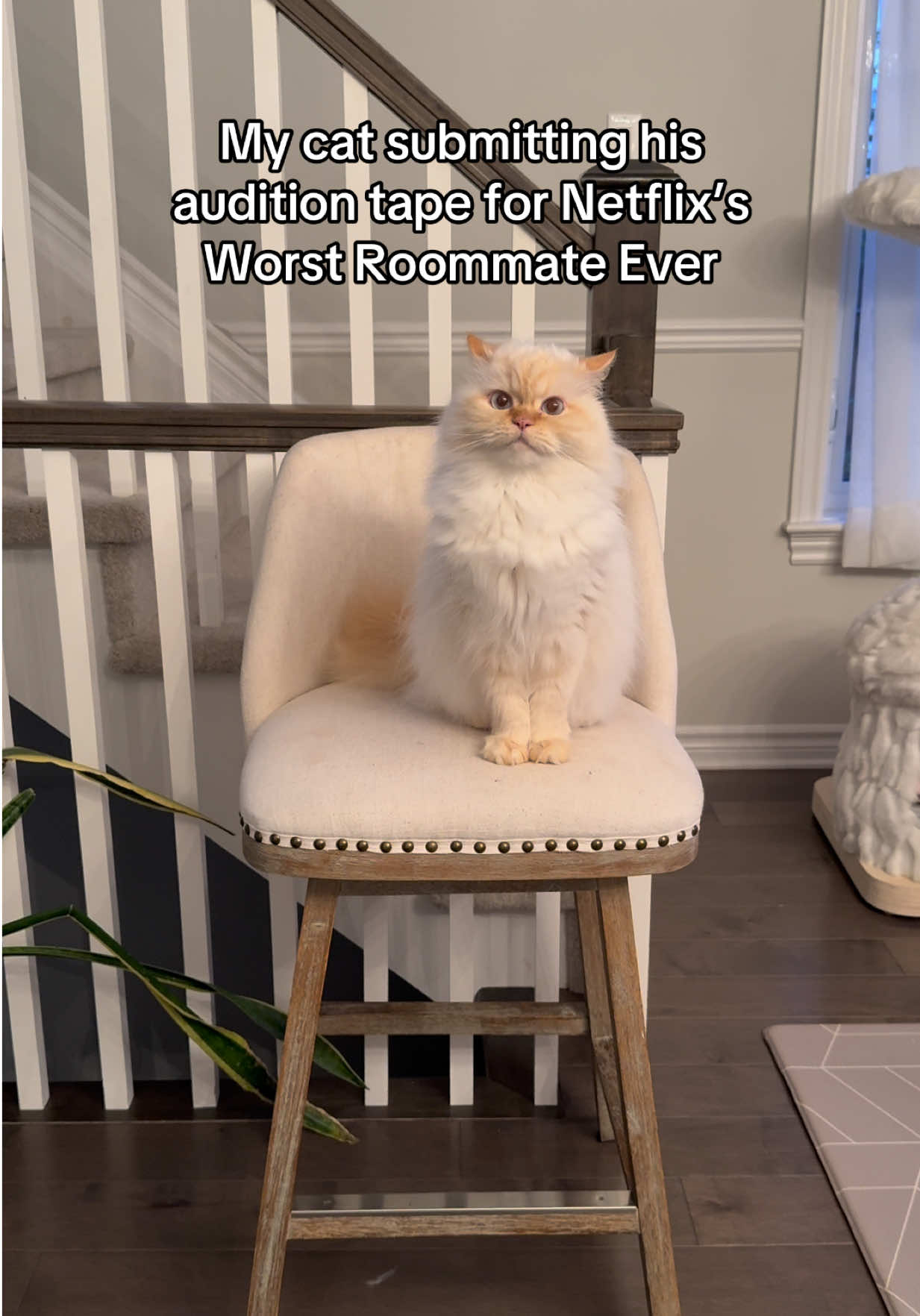 @Krista & Cats: BamBam & Bonnie