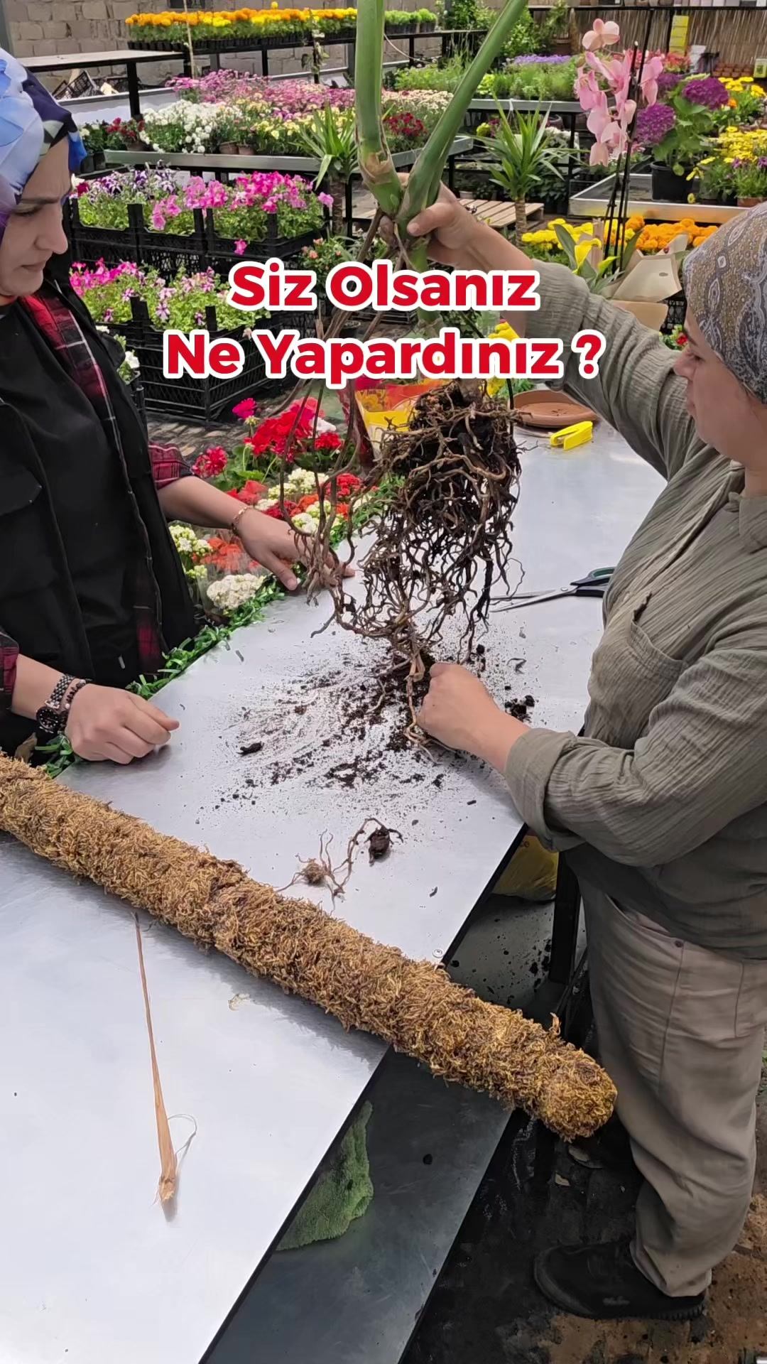 @Botanik bahçesi flora