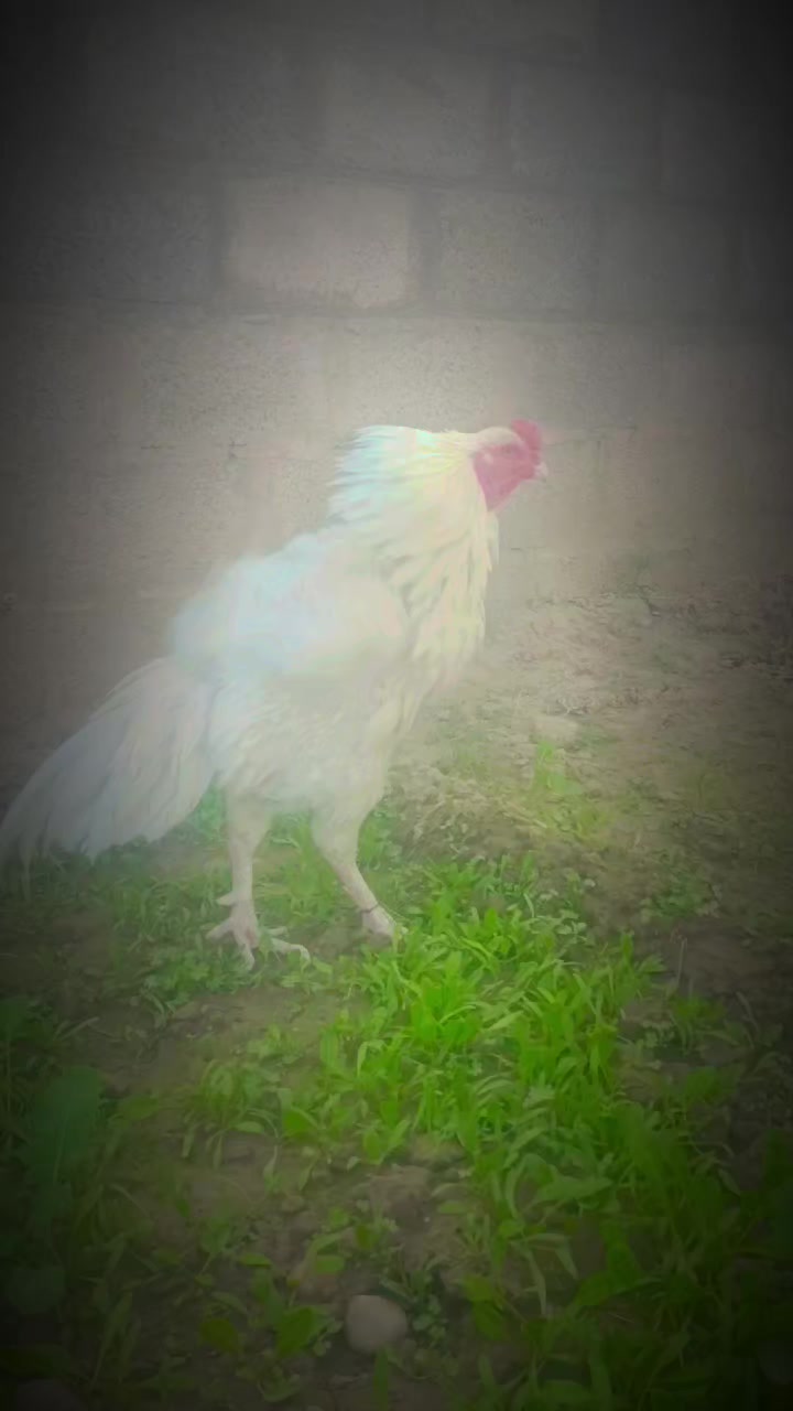 @rajasalman560