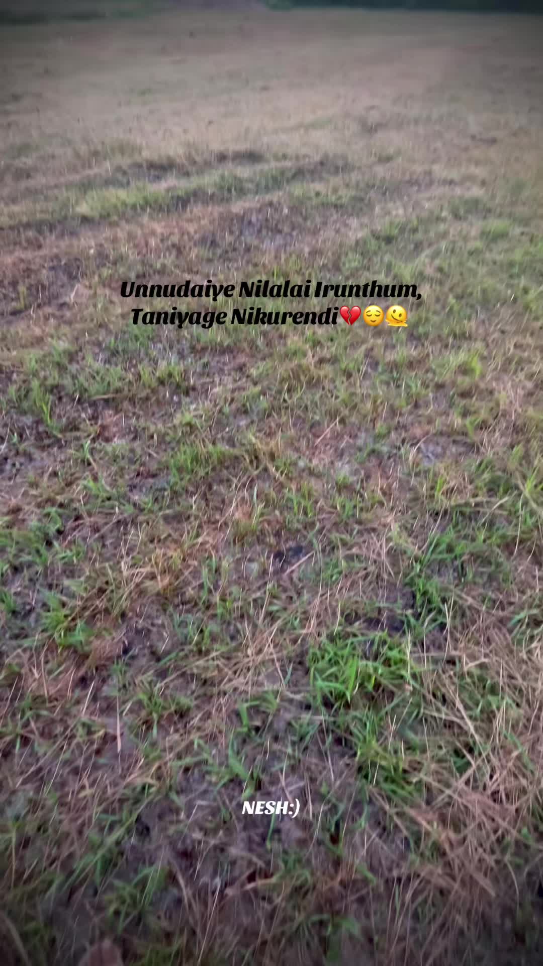 @🦎