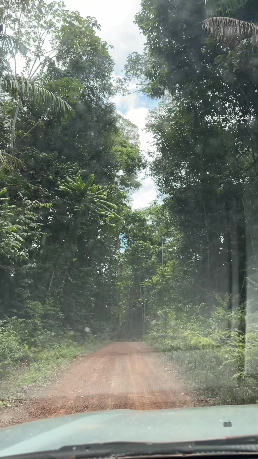 @Mercedes In The Jungle