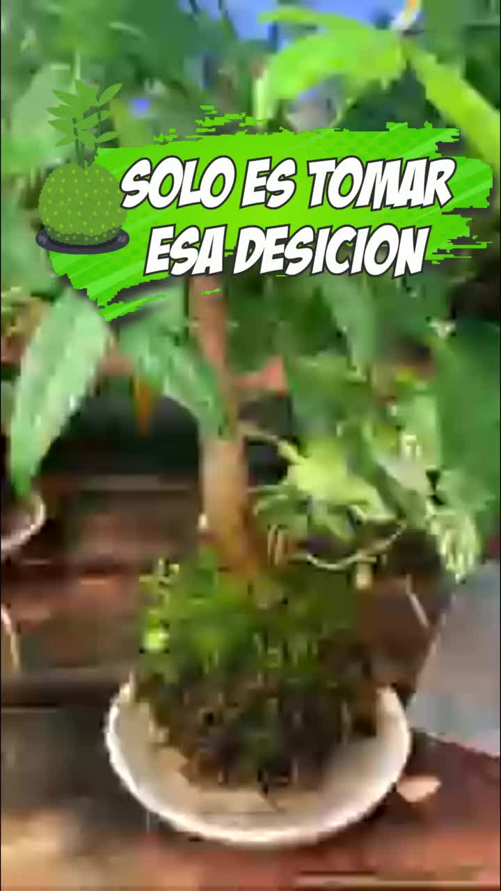 @Escuela de Kokedamas✅