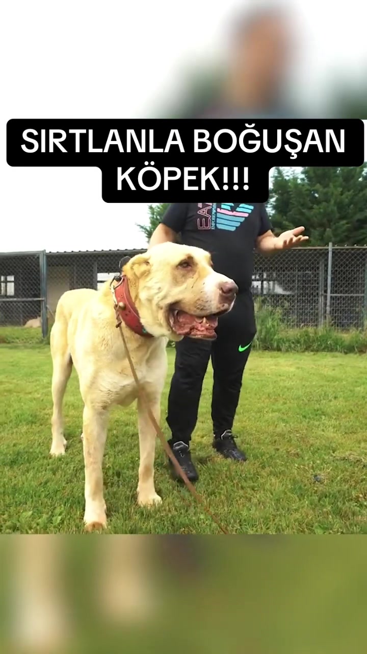 @ANADOLU ASLANLARI🐶🇹🇷
