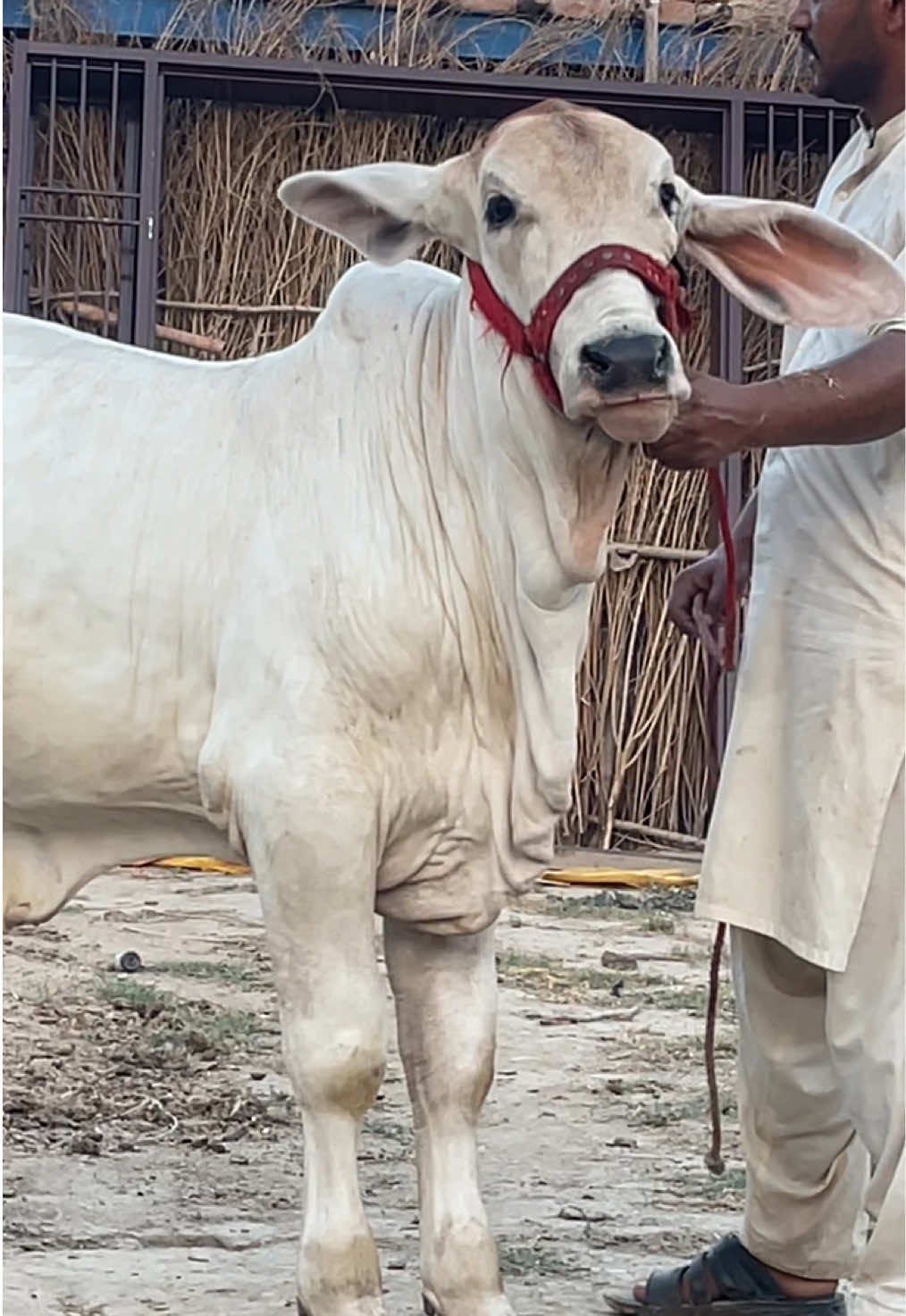 @Ustad Jee Cattle Farm