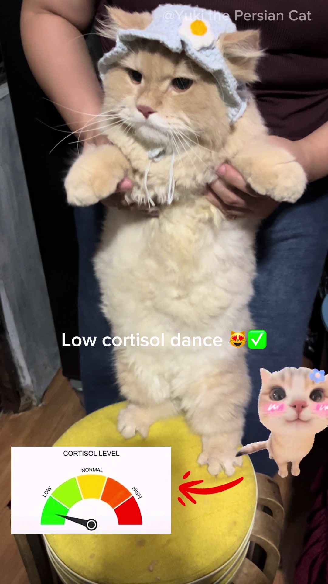 @Yuki the Persian Cat