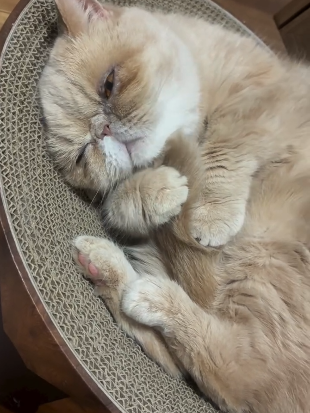 @Chonky World Of Cats