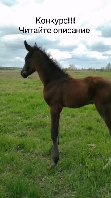 @КК "Фриз"🏇