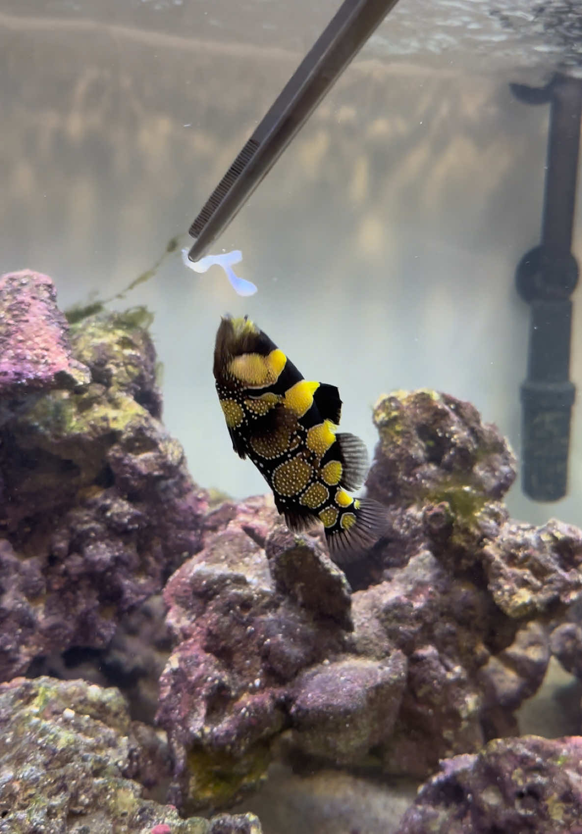 @ReefSync
