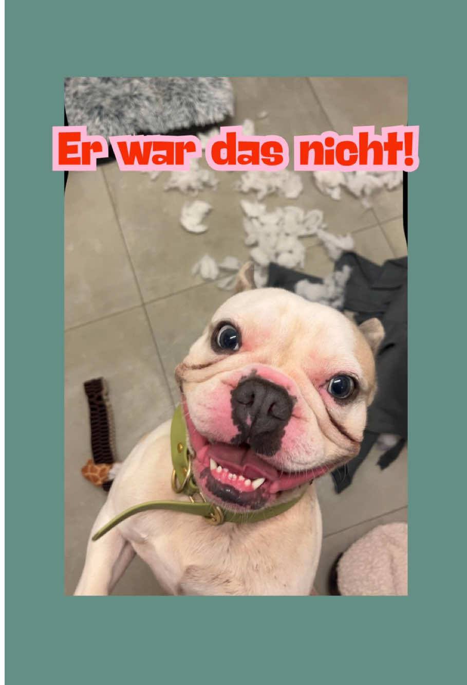 @TierheimKR