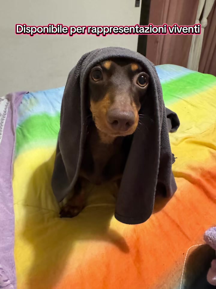 @🐾Mirtillo il bassotto🐾