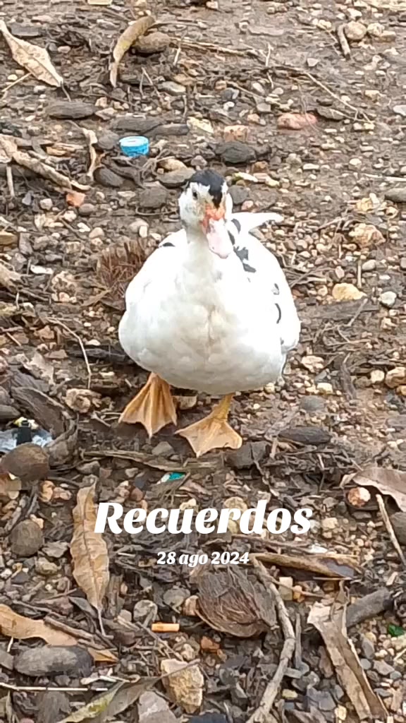 @PedroBaldallo 07