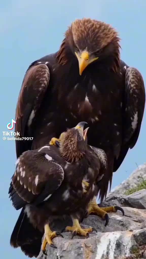 @Raja Iqbal UK
