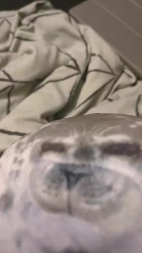 @FaceHacker