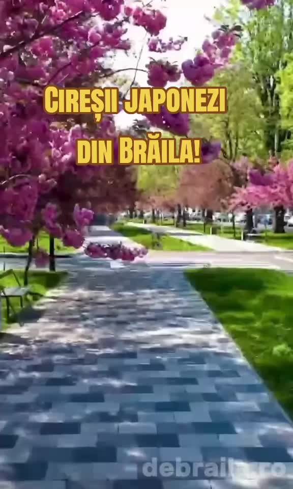 @www.debraila.ro