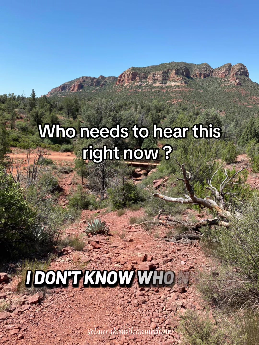 @Laura Hamilton