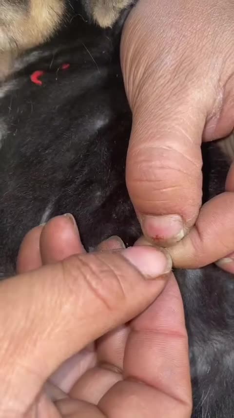 @LiceHack94