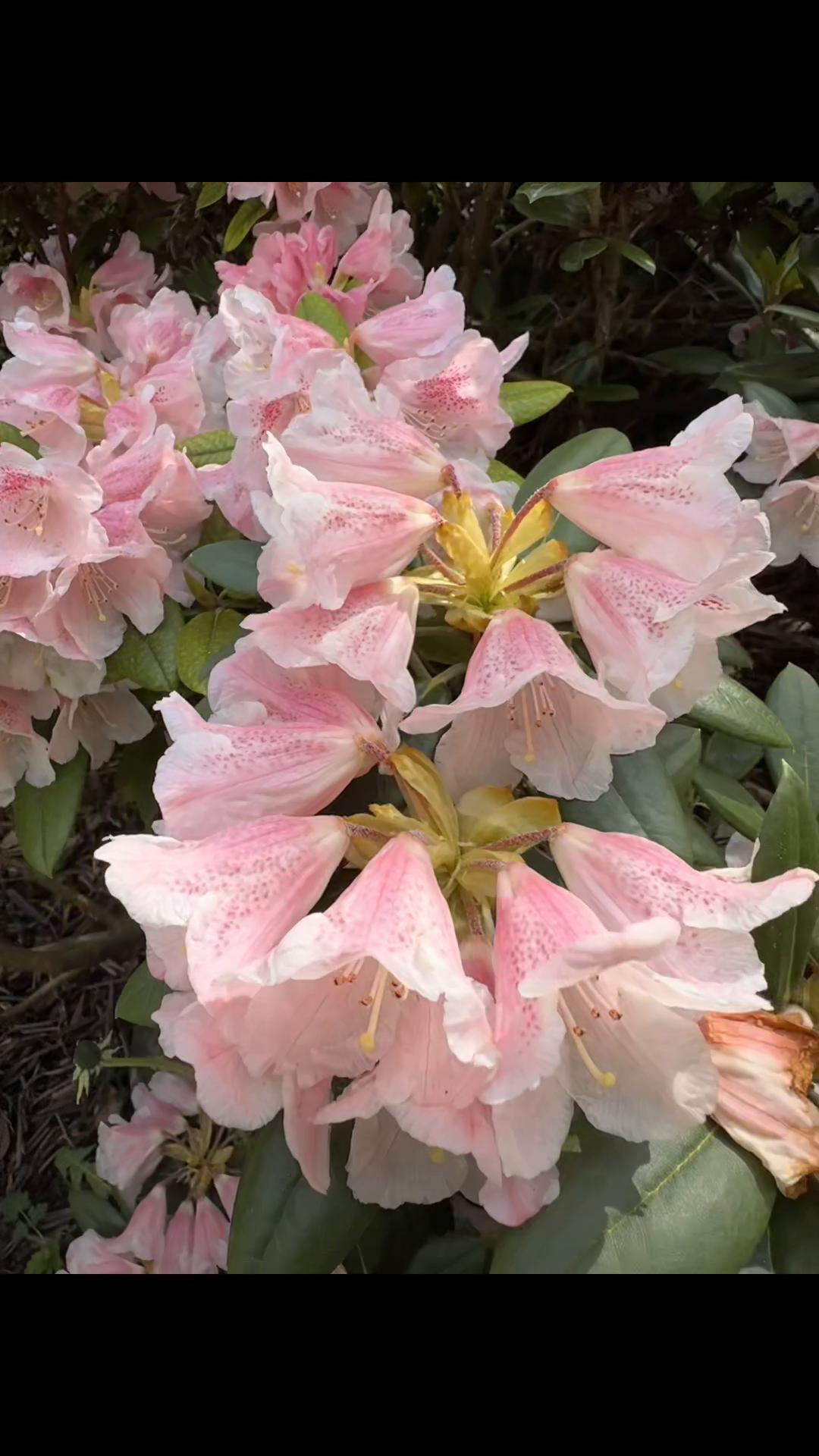 @sskcamilla