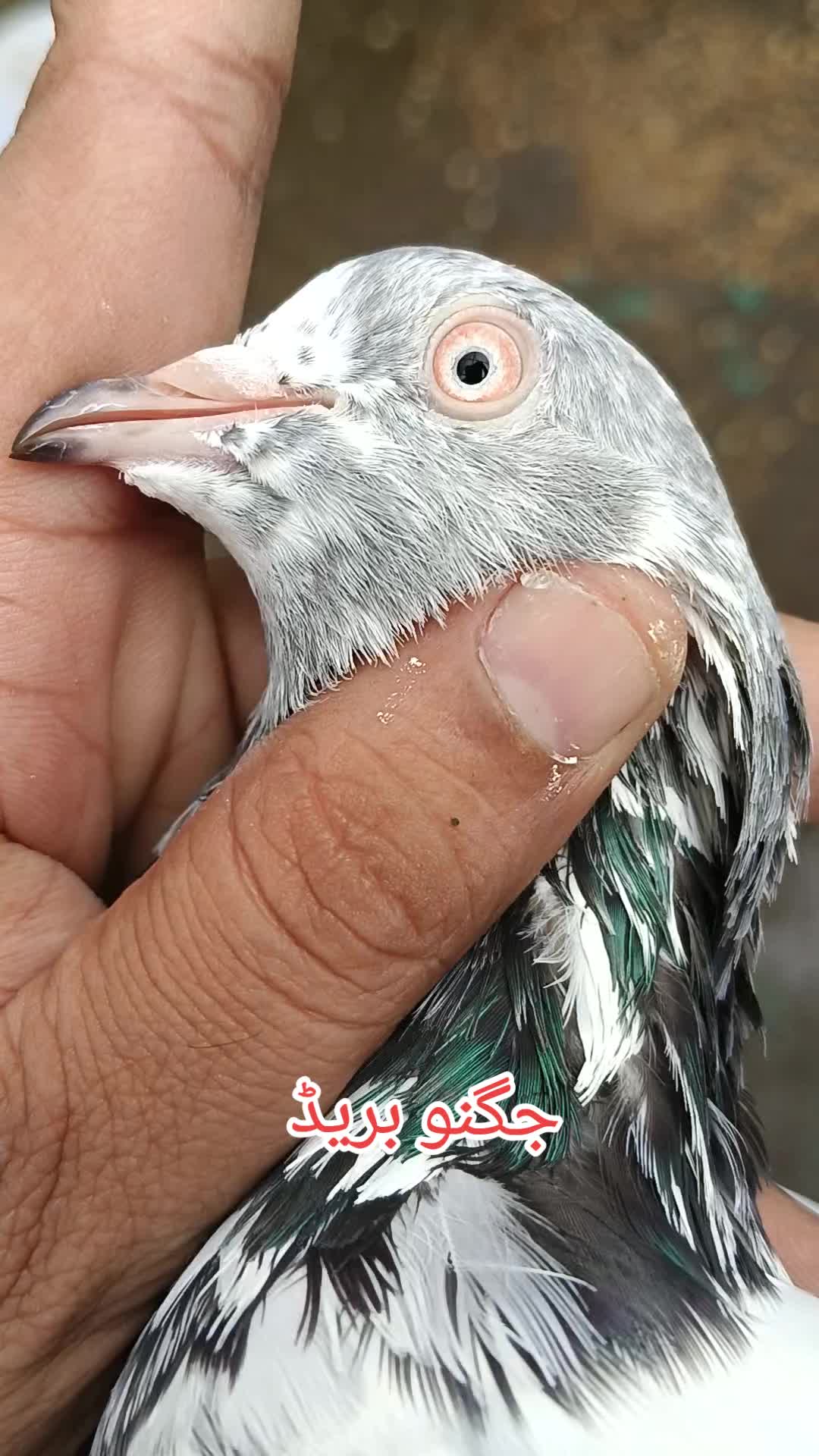 @Malik Mohkam khokhar