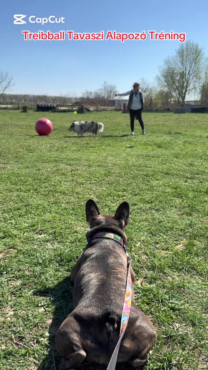 @Mia_french_bulldog