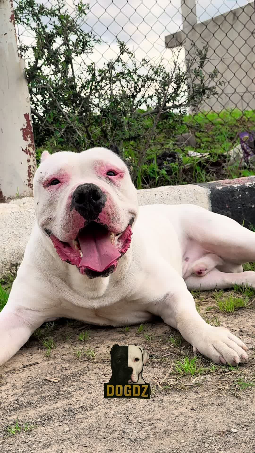 @dogdz🏴☠️🇩🇿