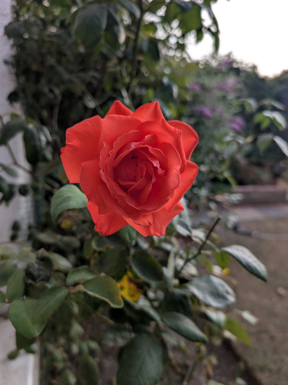 @Gary Hall Garden Services