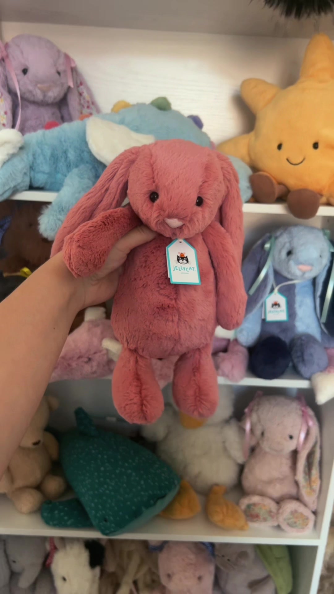 @DarceysJellycats✨