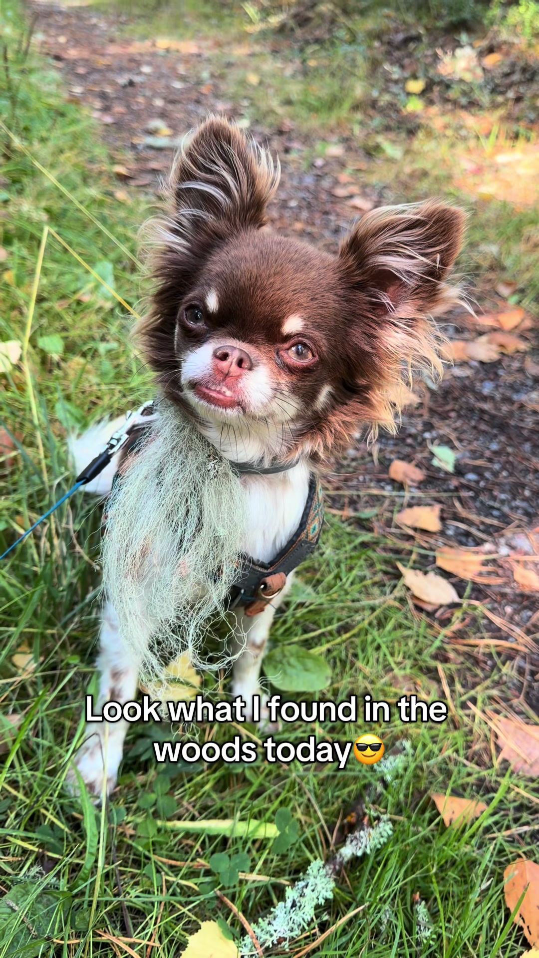 @MorrisMiniDog