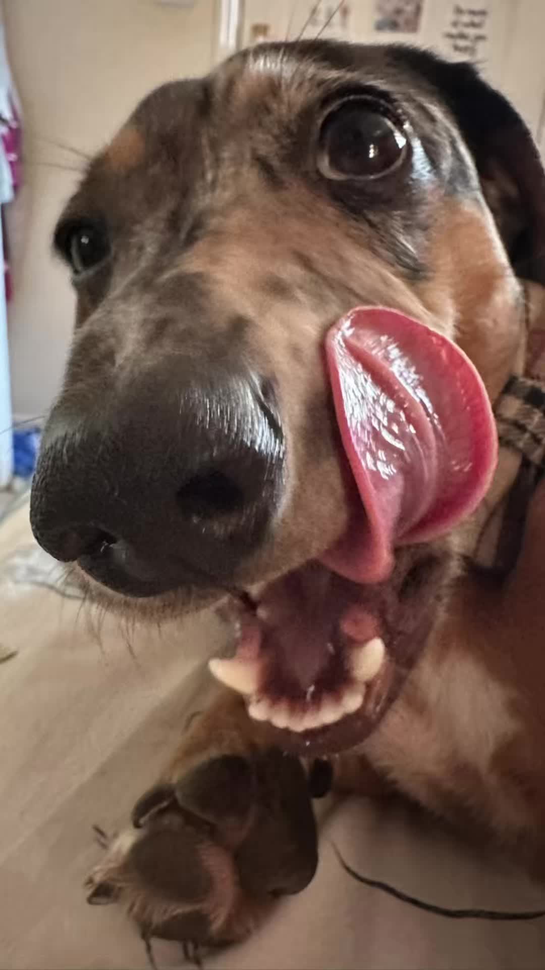 @Maverick The Dachshund