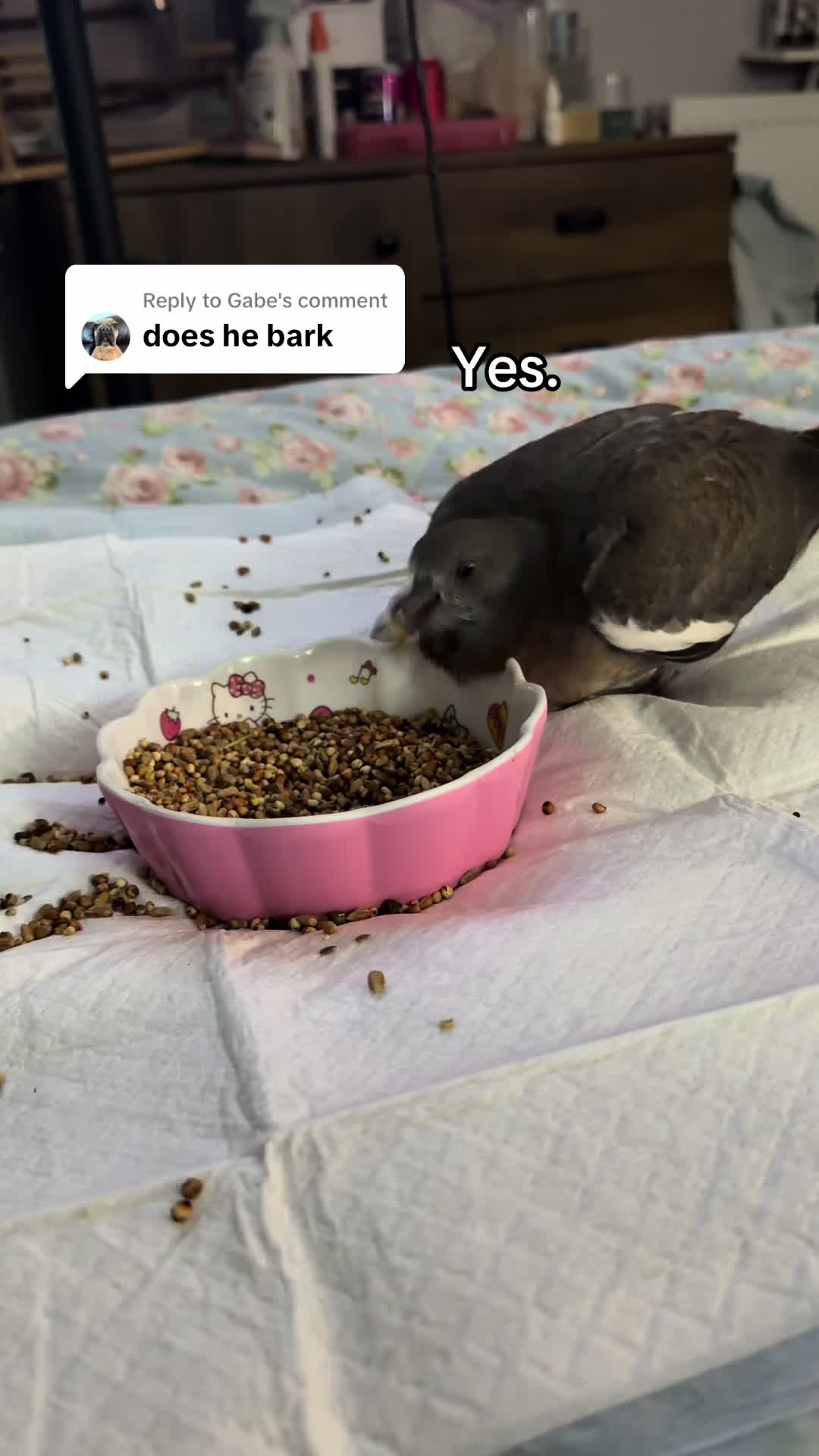 @Nekobutts 🐦