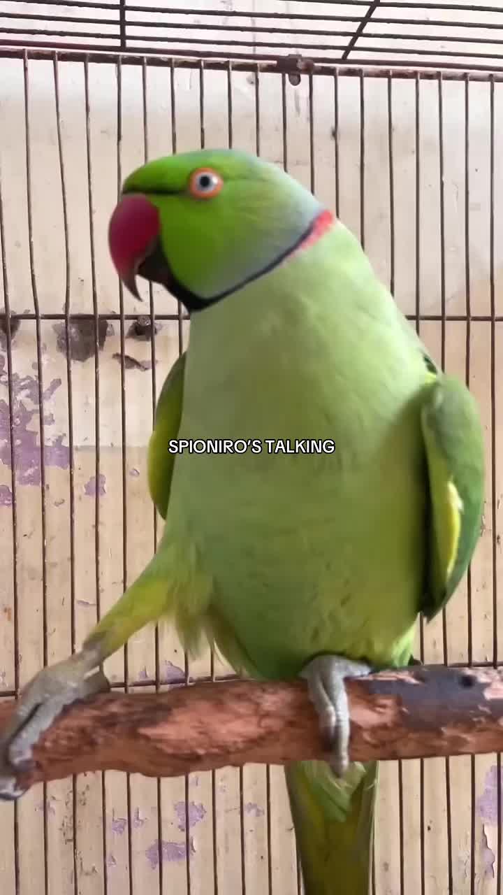 @wonderloopsvideo
