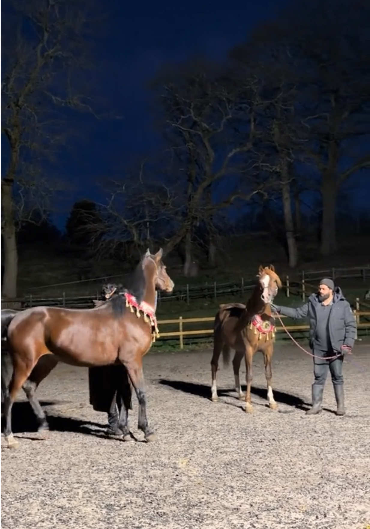 @thekhansarabianstudfarm