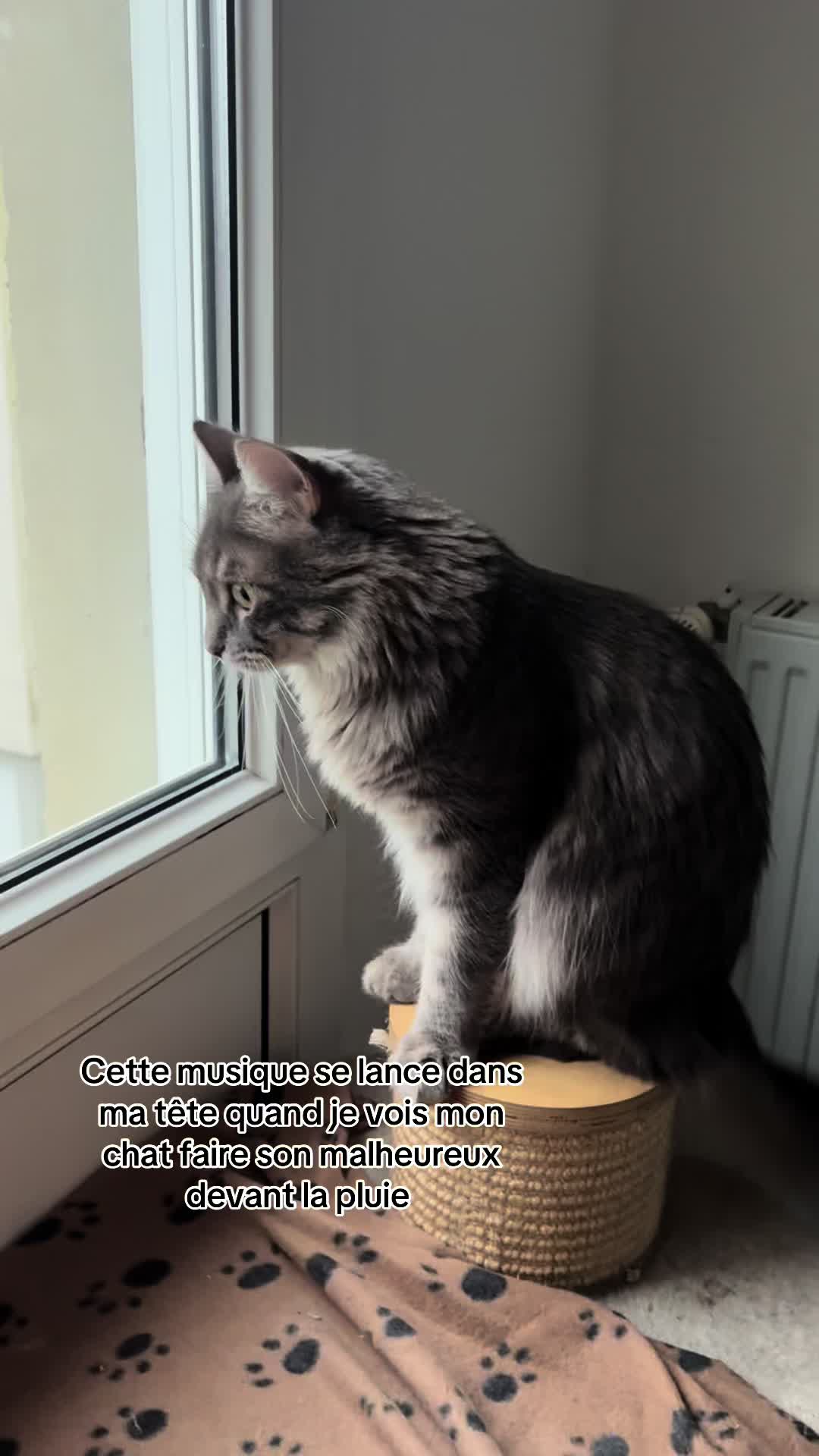 @Had&egrave;s & Zeus 🐱⚡️