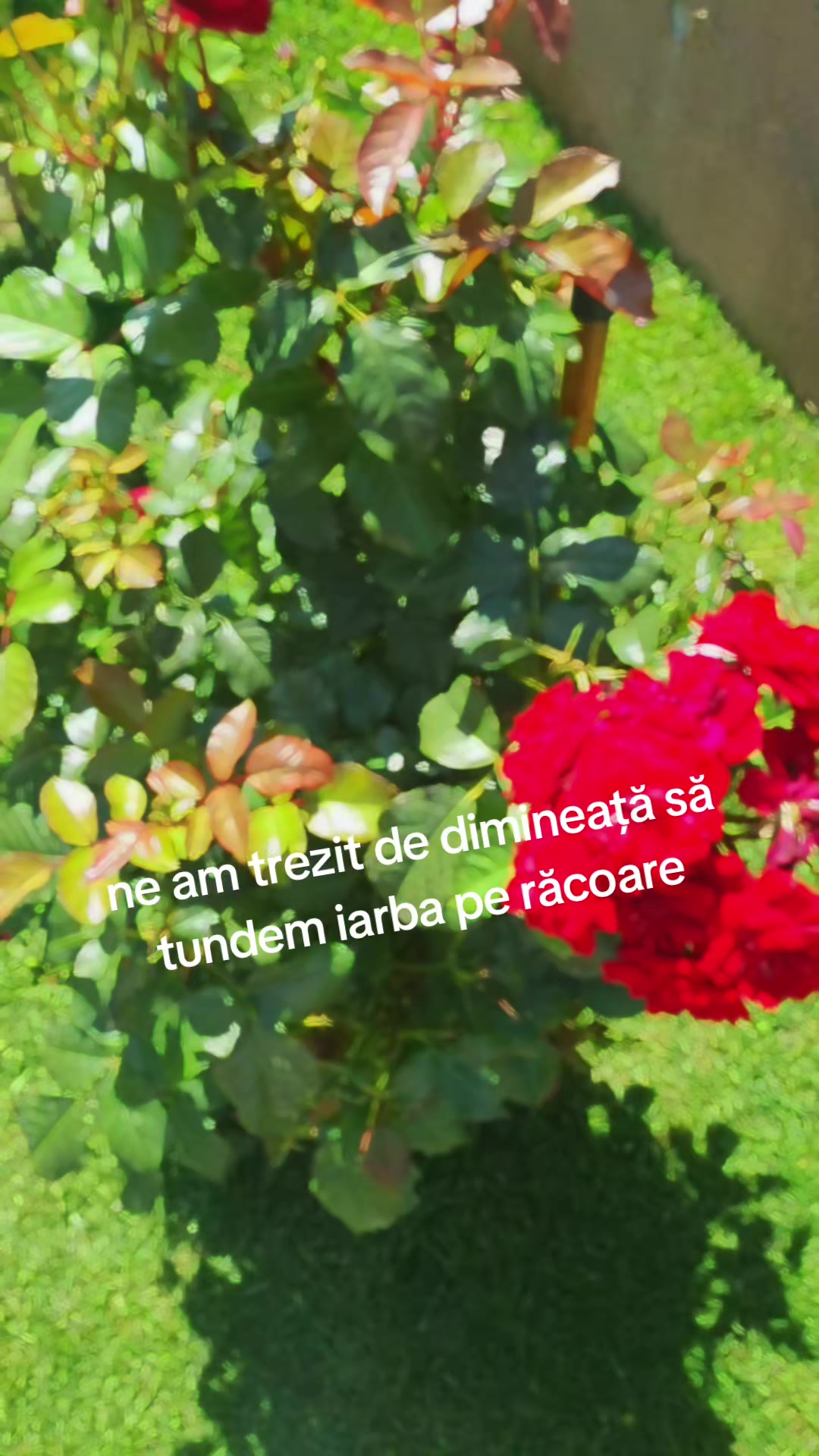 @Tina Antonia