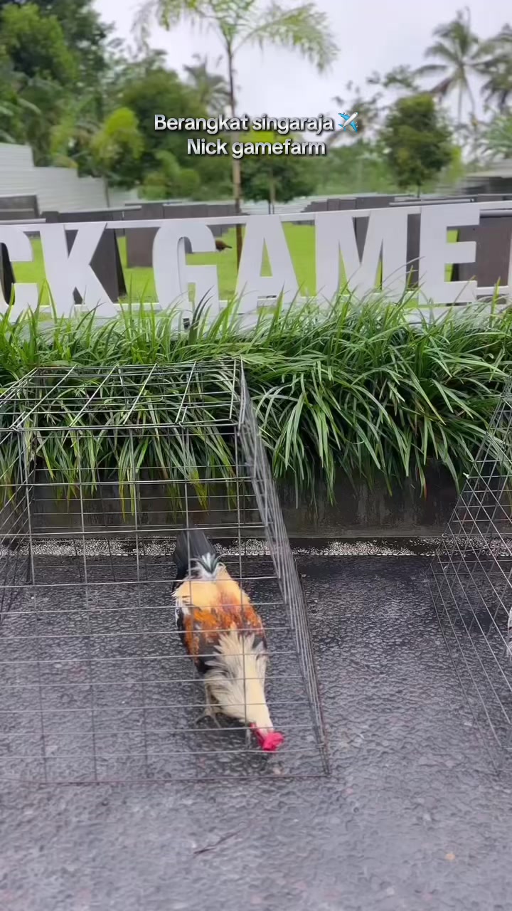 @NICK GAMEFARM