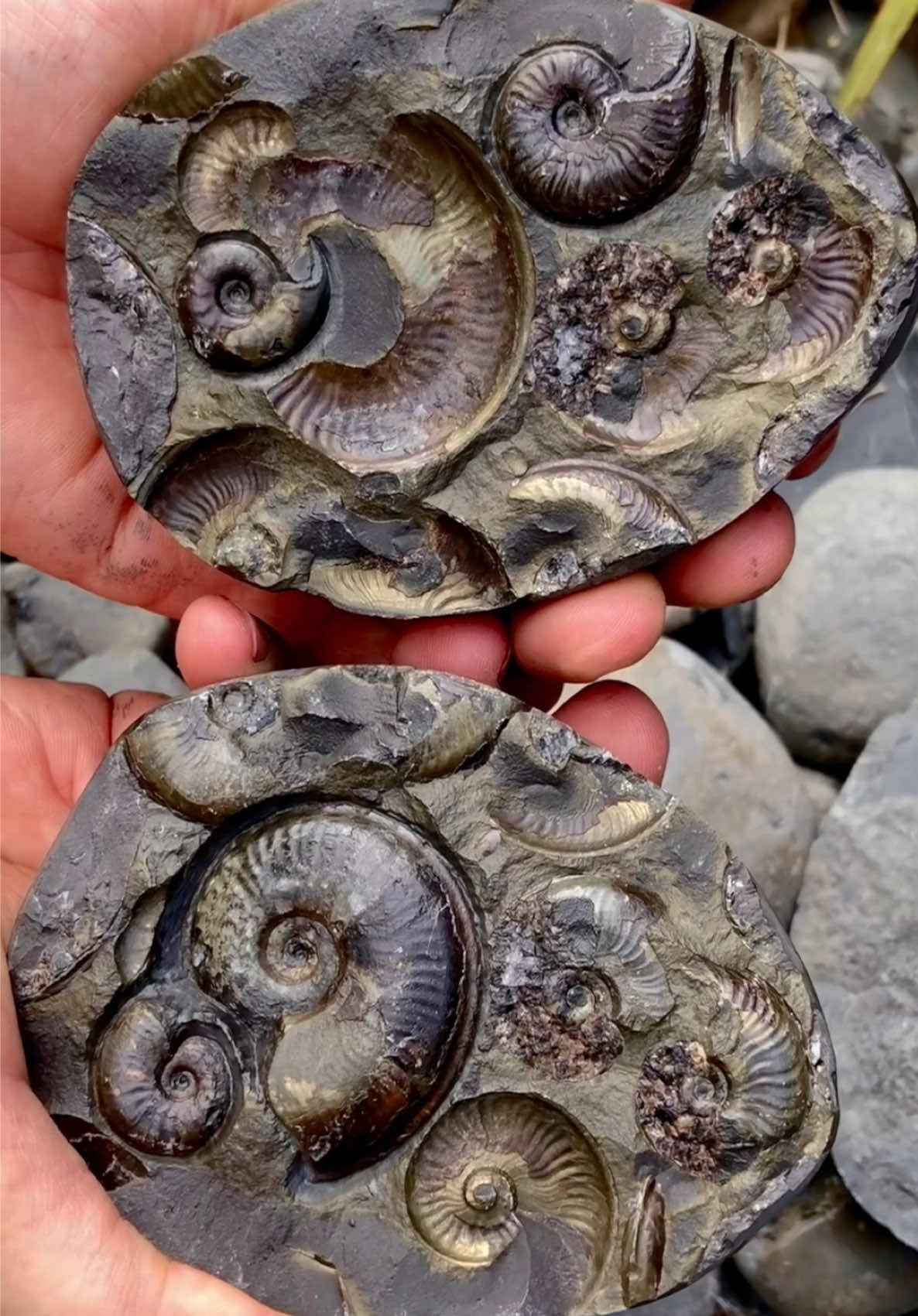 @yorkshire.fossils