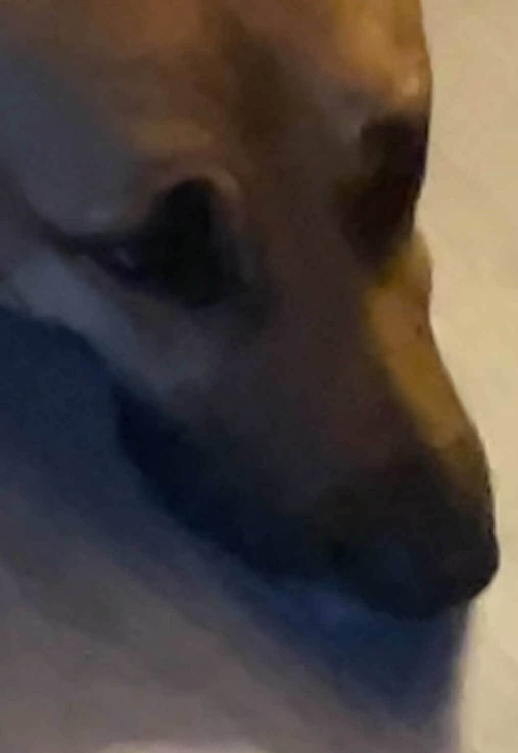 @Roxie the Dog🩷🐶🐾
