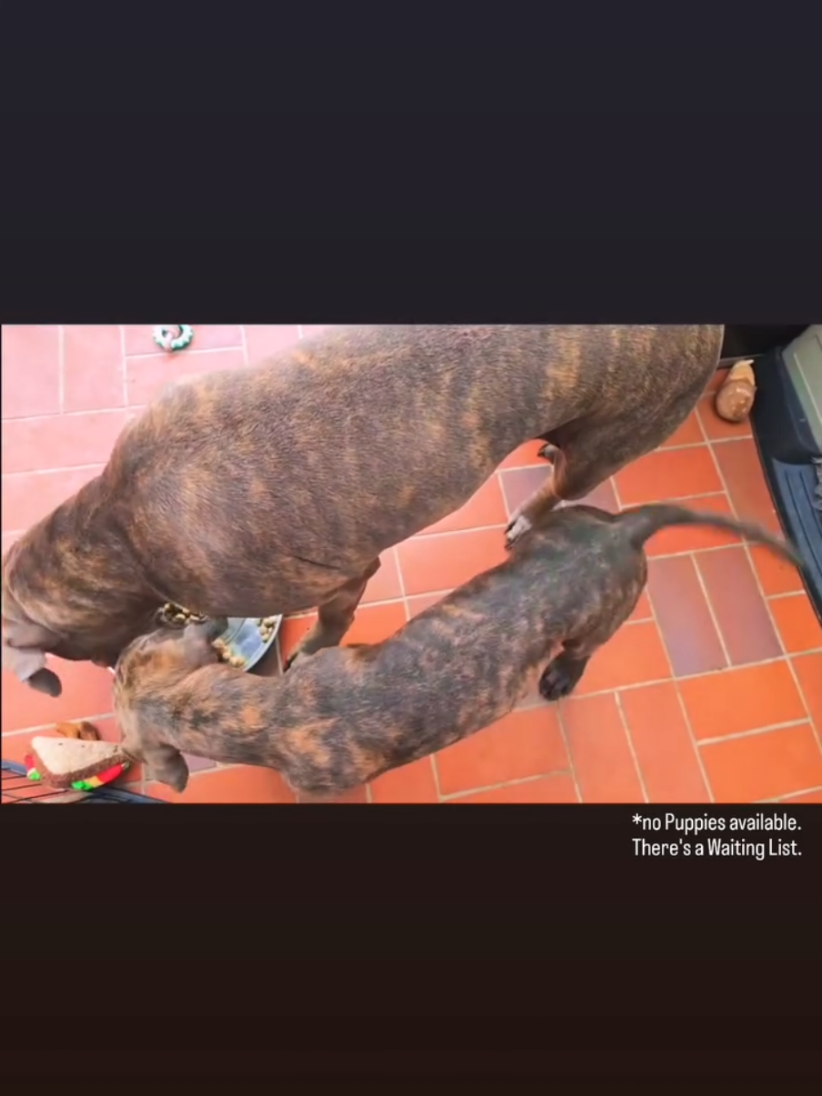 @canecorsodortmund