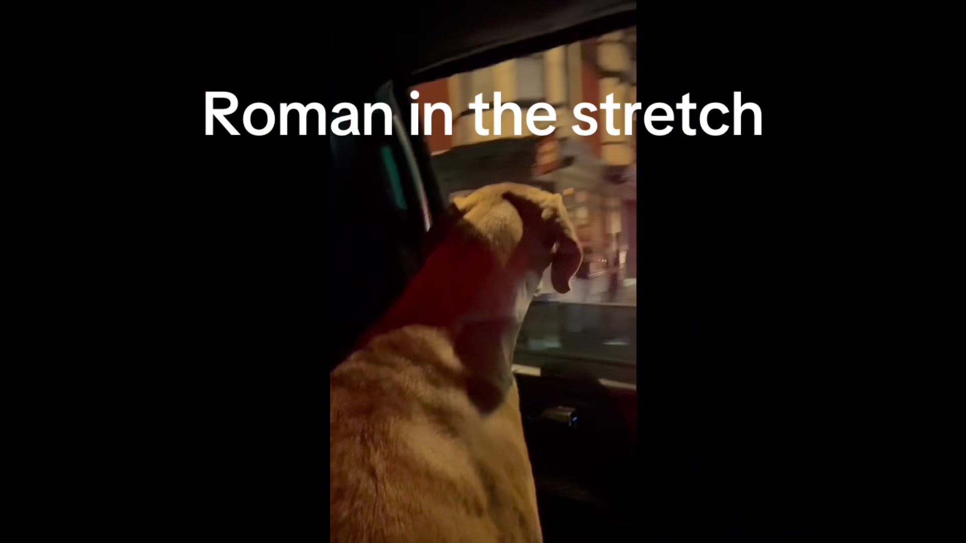 @Roman the Great Dane