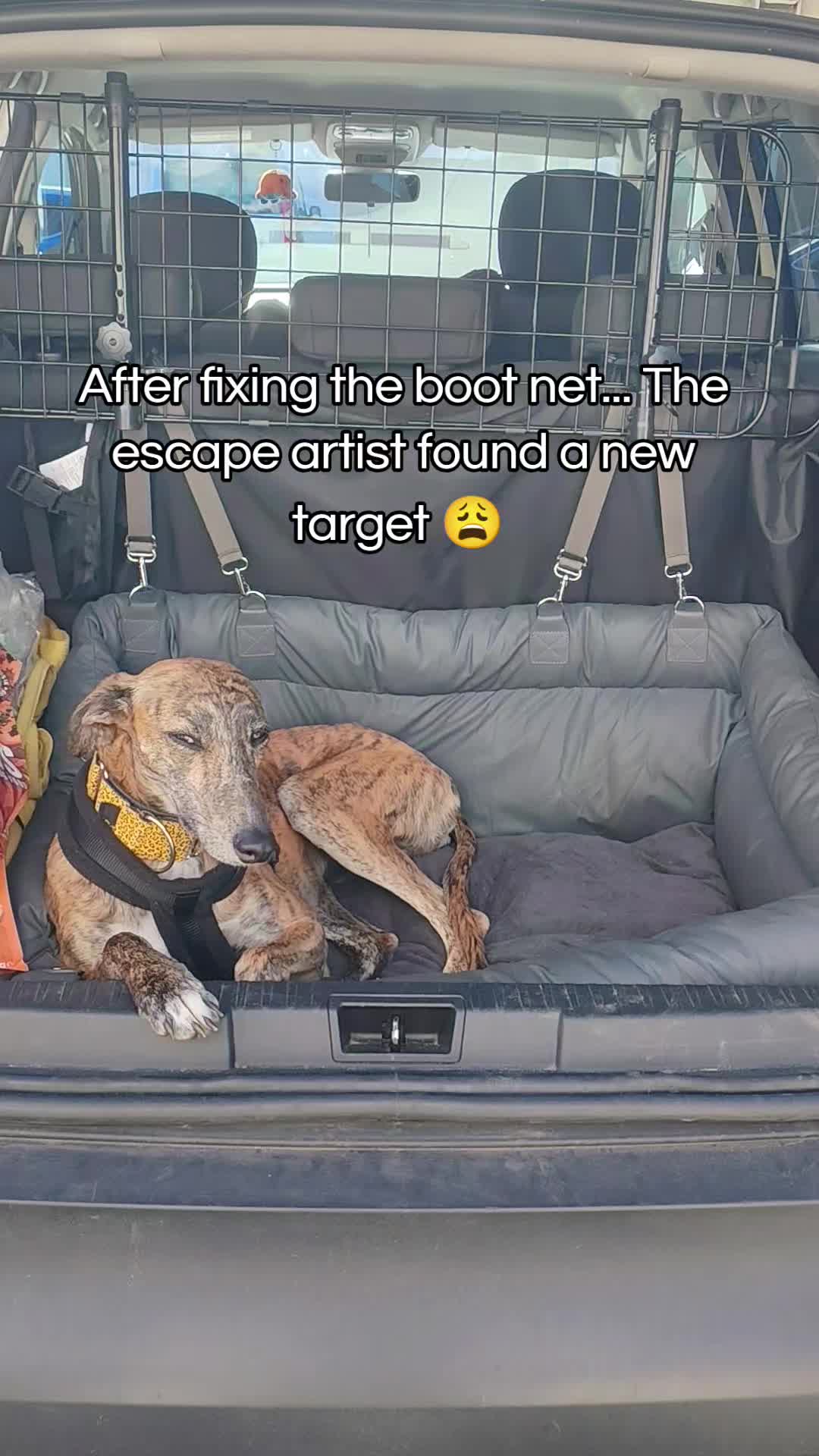@LollyTheStrayDog