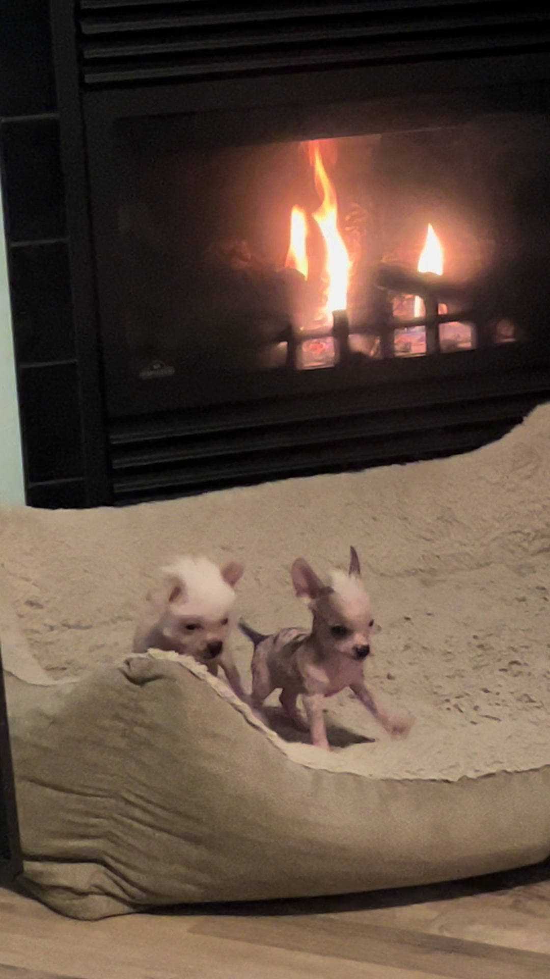 @Chinese Crested Cuties