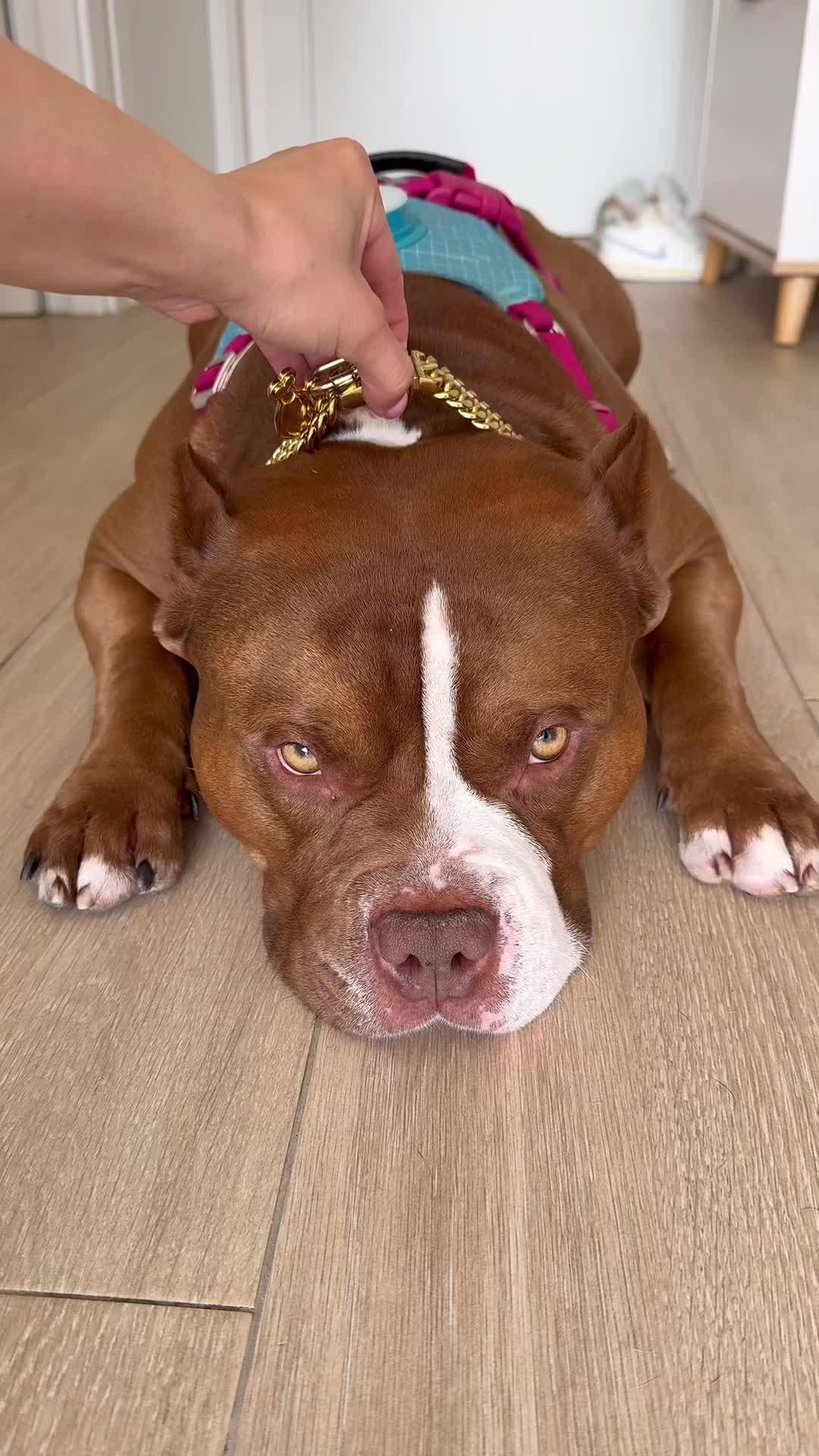 @Chocodogger