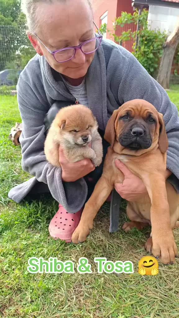 @Spirit of Asia Kennel