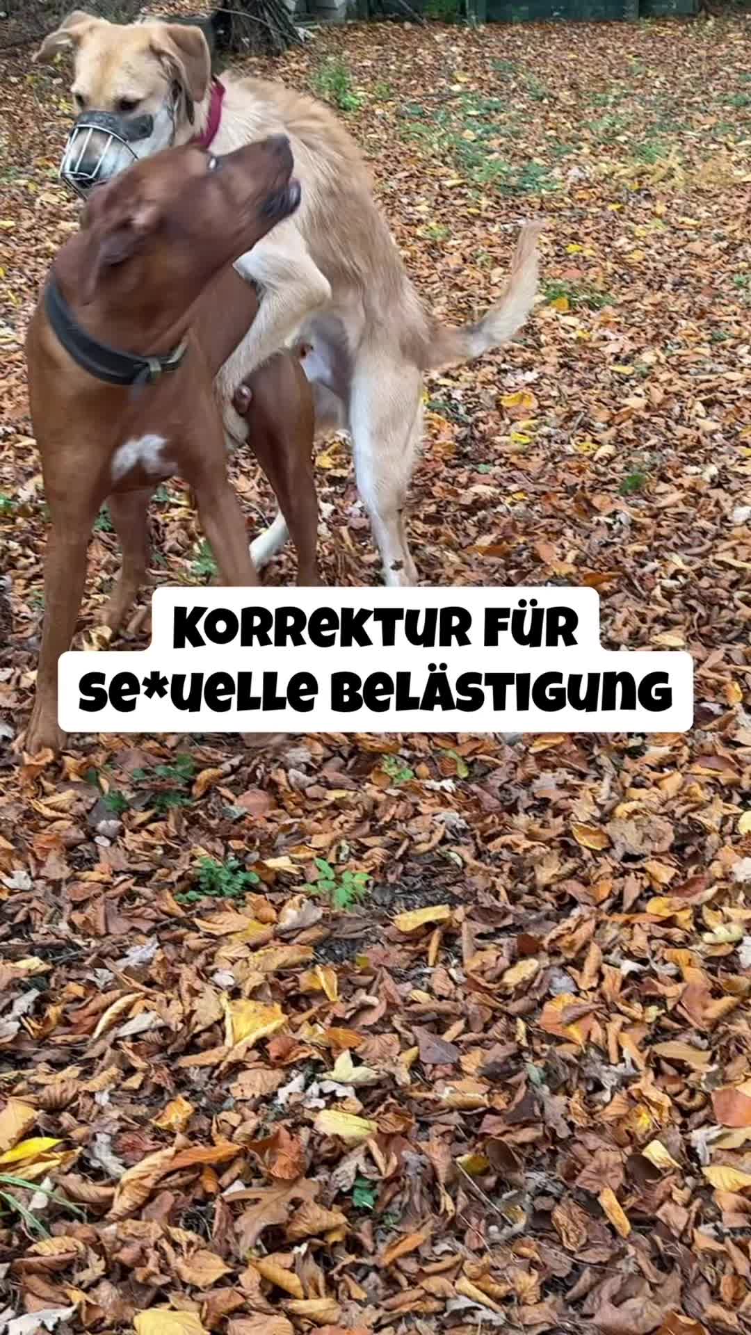 @alex_hundecoach