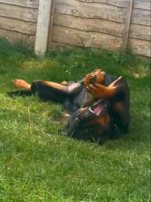 @WoofWoofTV