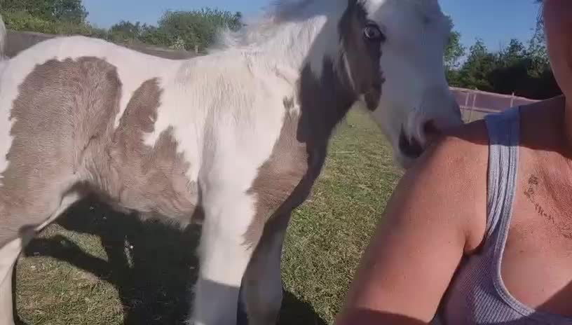@Alfie & Daisy-May 💙🐴❤️🌻