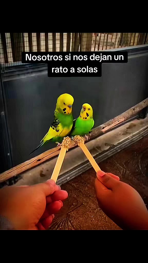 @Fabricio