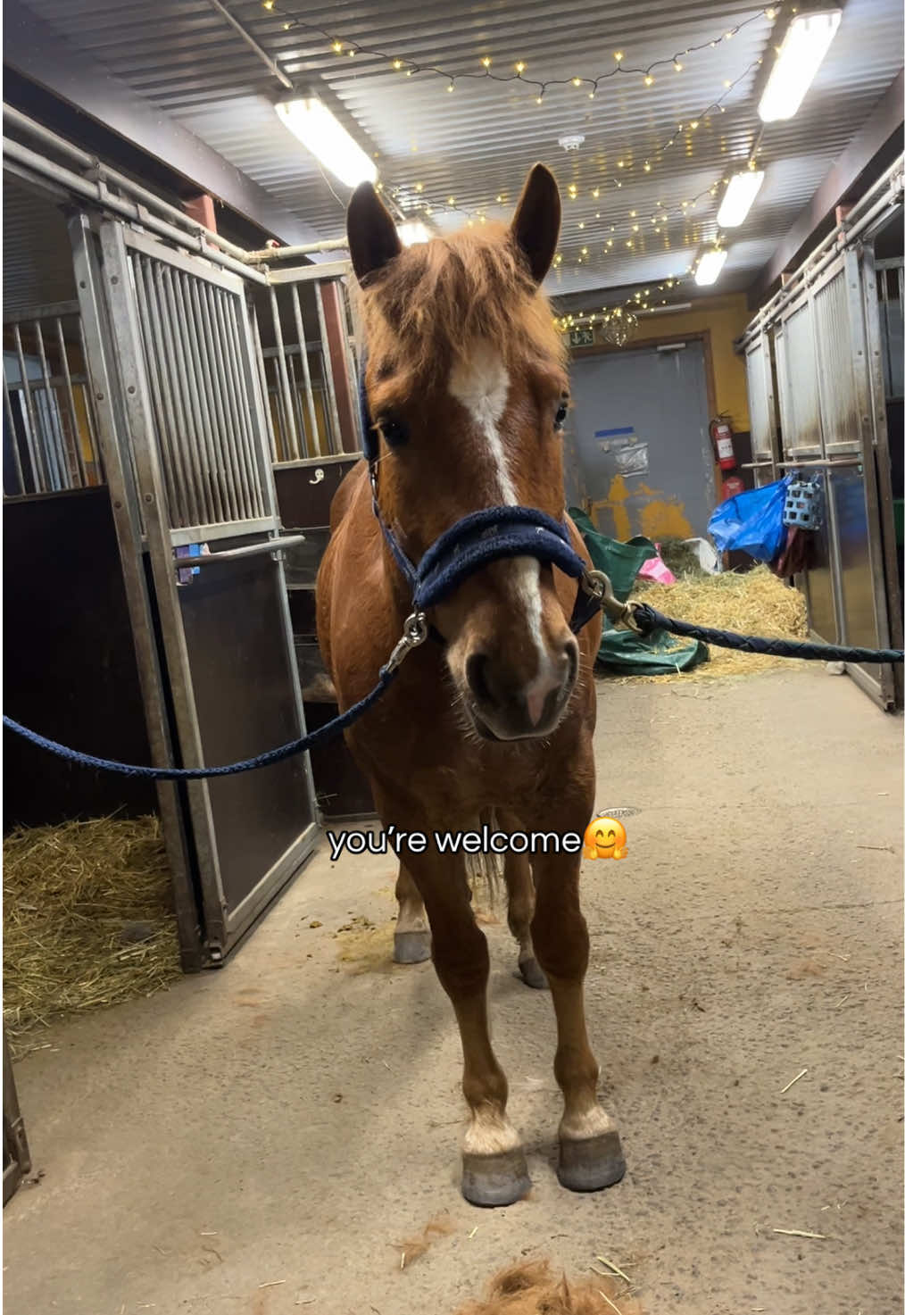 @krista || ig kayhkodressage