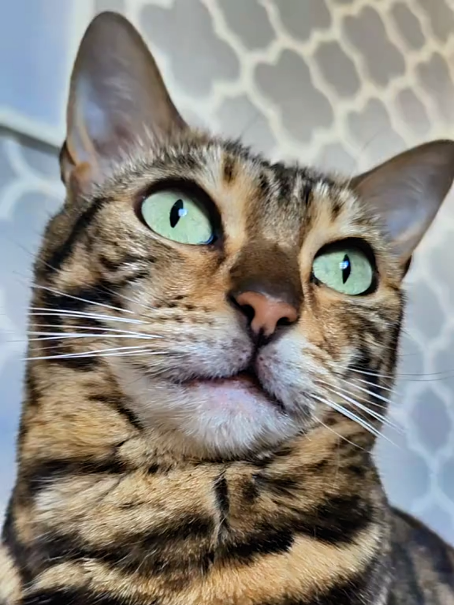 @Paris the Bengal cat