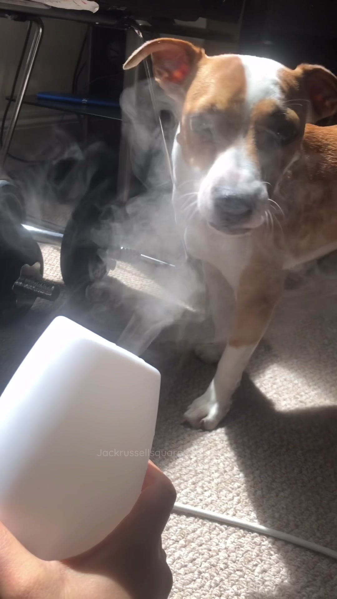 @jackrussellsquared